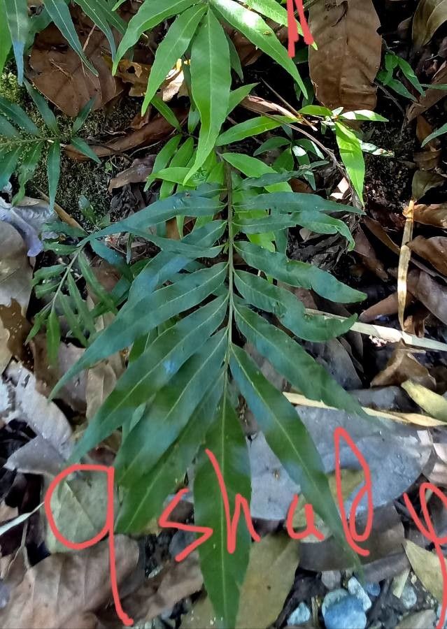 Acrostichum aureum — flood tolerant houseplant