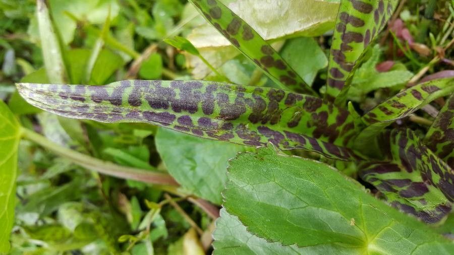 Dactylorhiza majalis leaf
