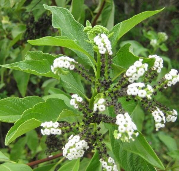 Tournefortia rufosericea habit