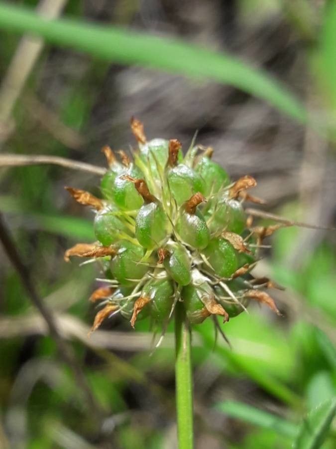 Trifolium strictum fruit