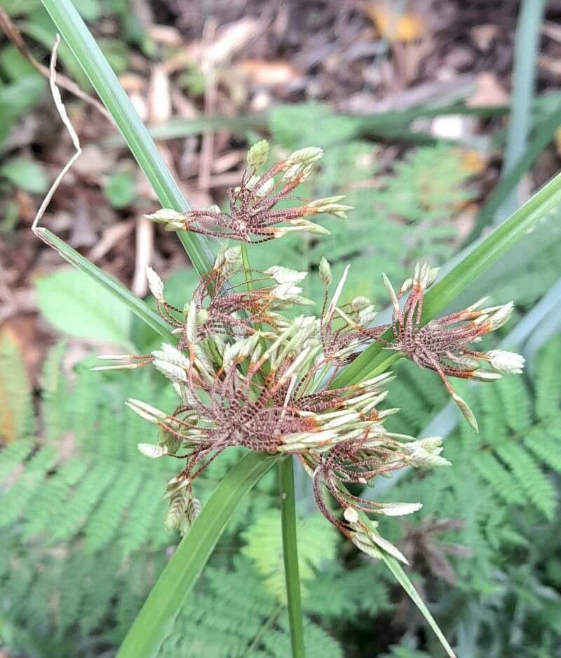 Cyperus surinamensis fruit