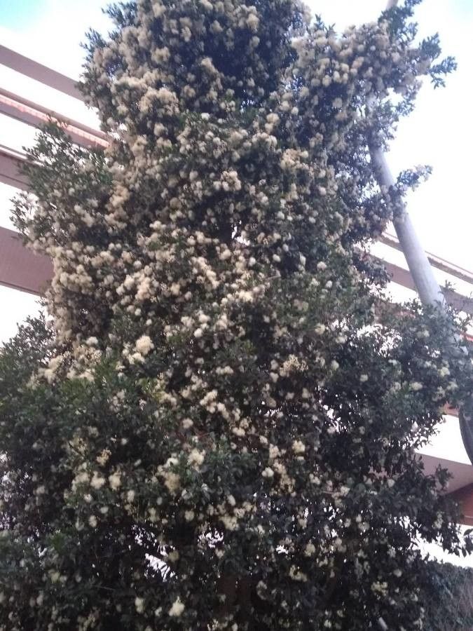 Amomyrtus meli flower