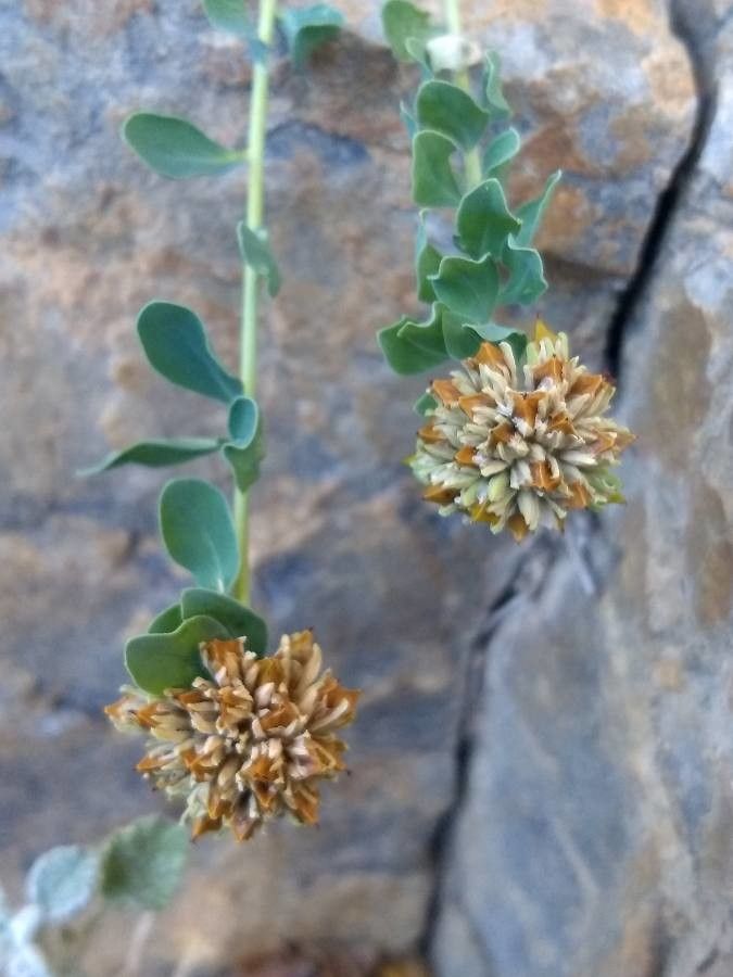 Telephium imperati flower
