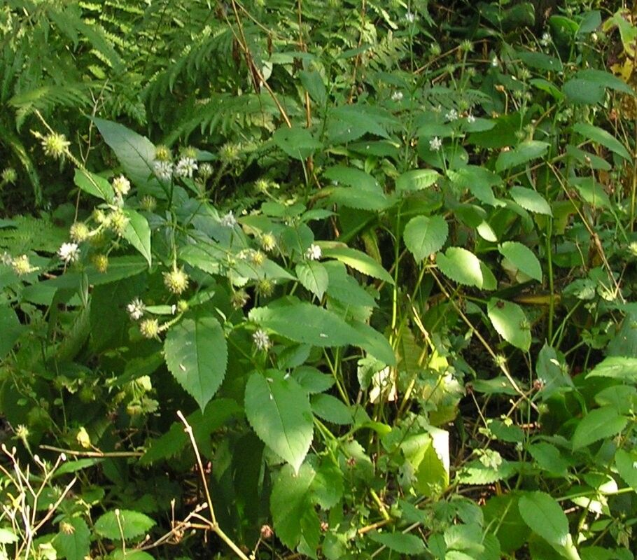 Dipsacus pilosus leaf
