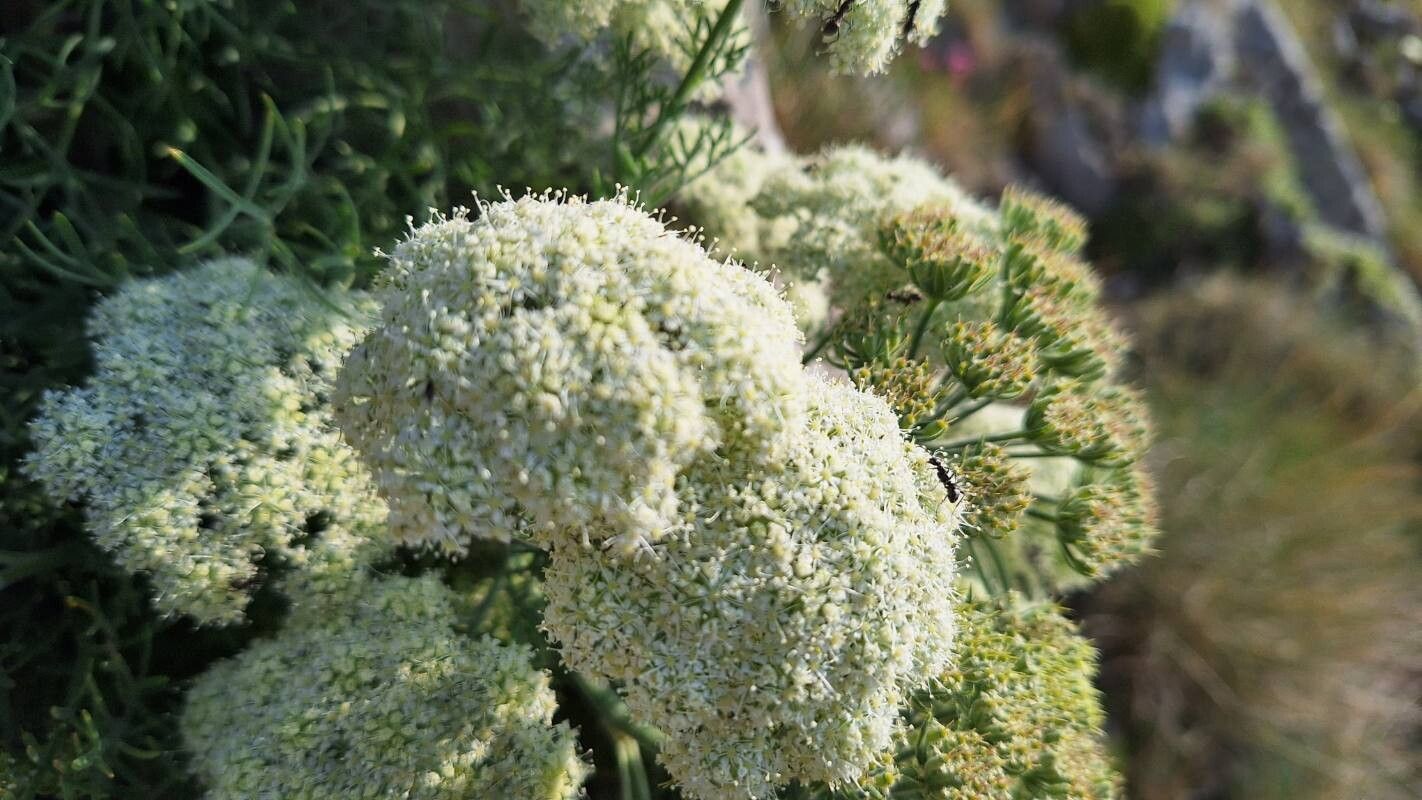 Athamanta densa flower