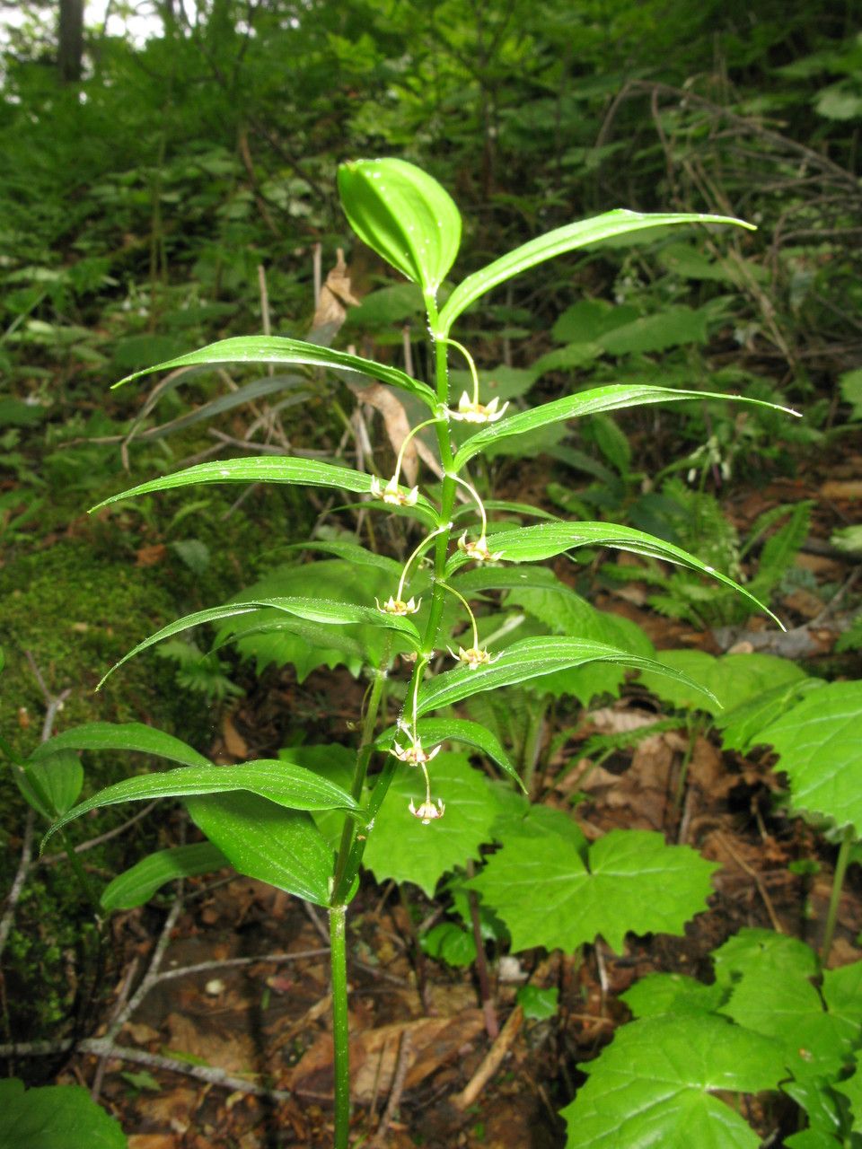 Streptopus streptopoides — related species from the same genus