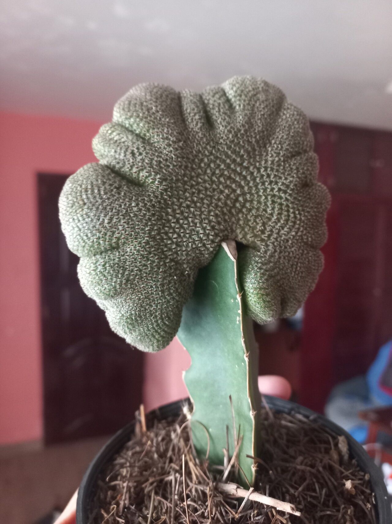 Aylostera heliosa leaf