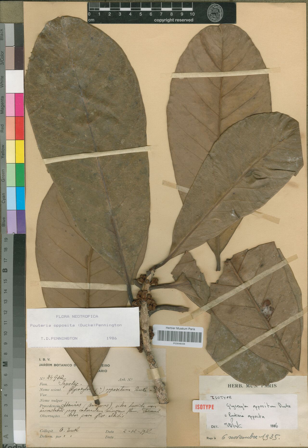 Pouteria opposita — houseplant care guide