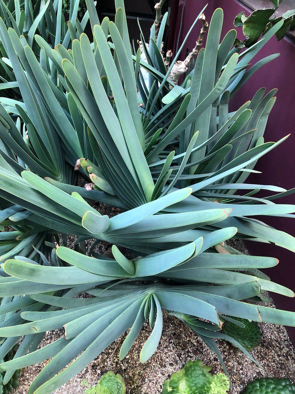 Kumara plicatlis habit