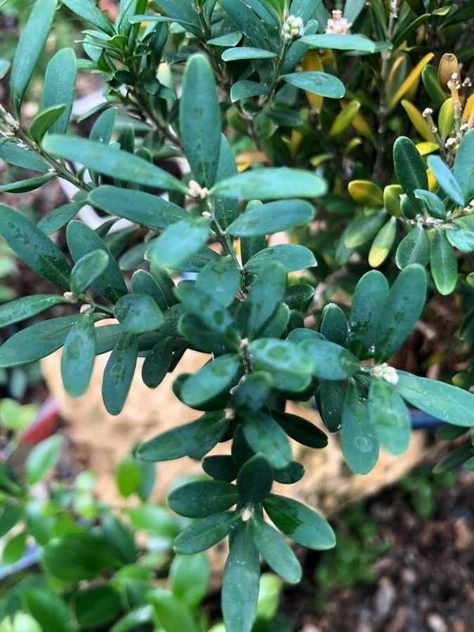 Buxus harlandii leaf