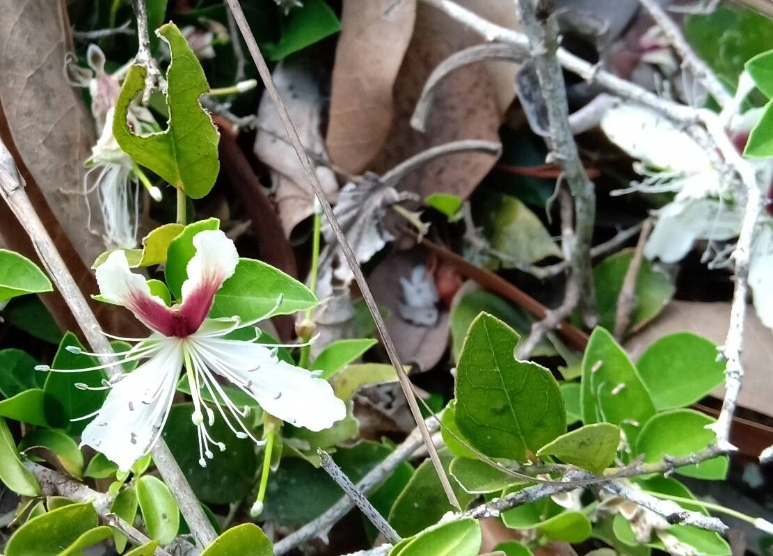 Capparis brevispina flower