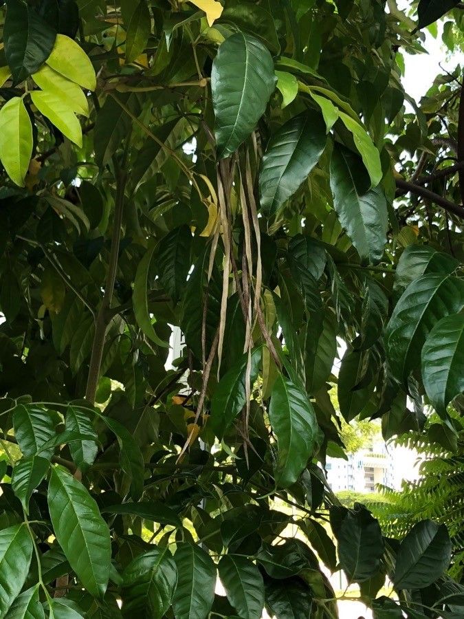 Radermachera quadripinnata fruit