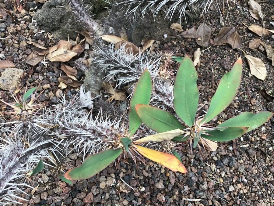 Euphorbia didiereoides — search result for 'Euphorbiaceae'