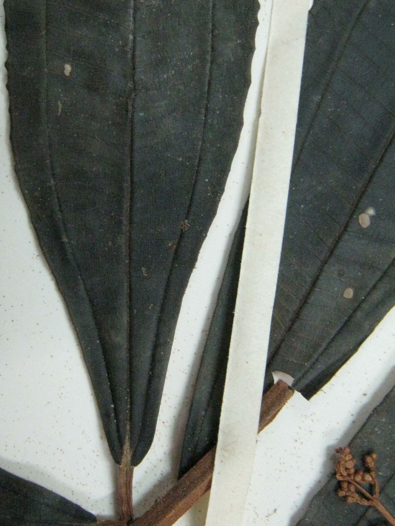 Miconia chrysophylla other