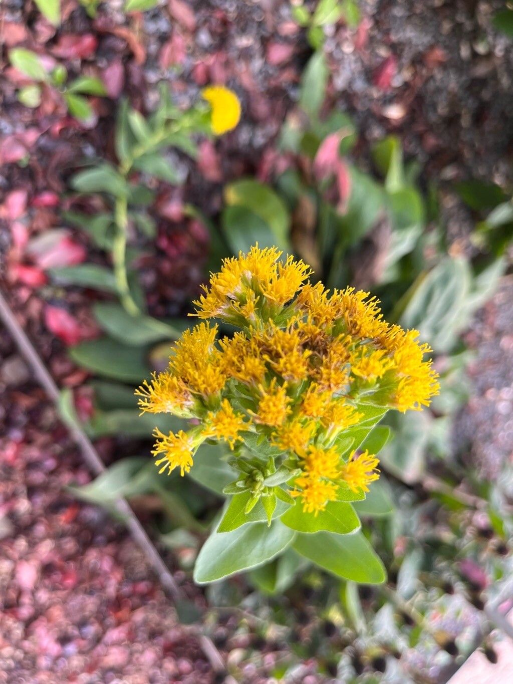 Solidago rigida flower