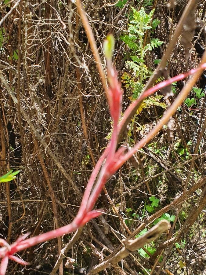 Geranium elamellatum bark