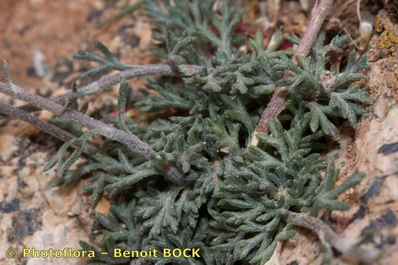Rhodanthemum atlanticum — related species from the same genus