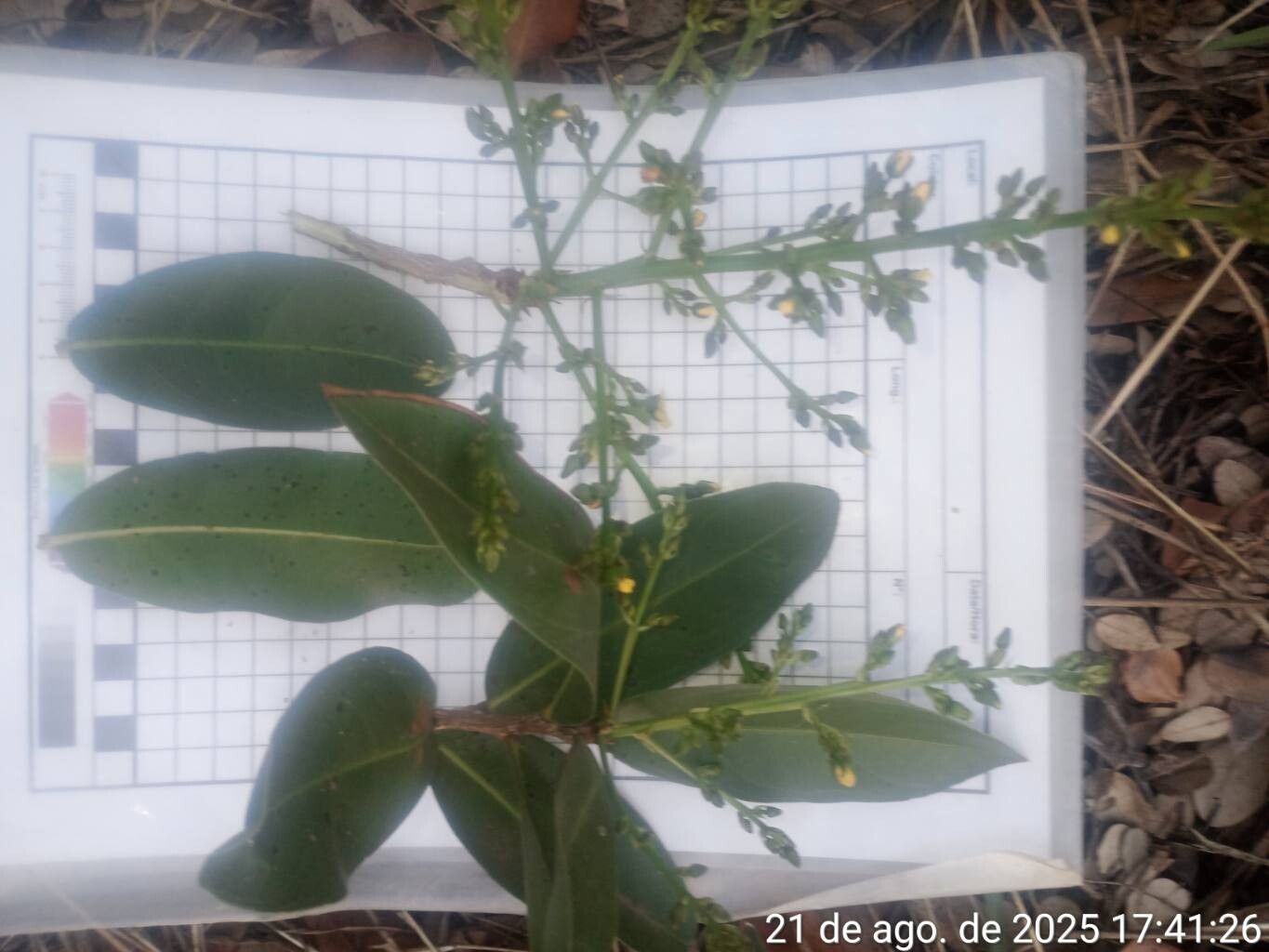 Ouratea cuspidata — houseplant care guide