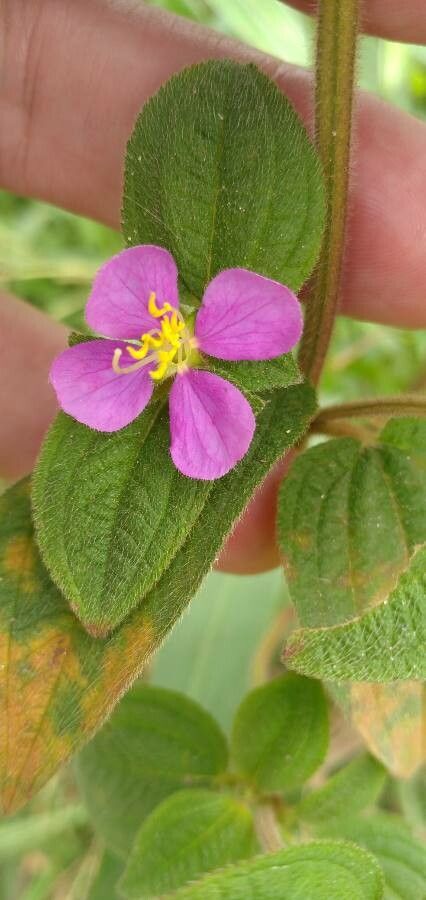 Miconia lacera flower