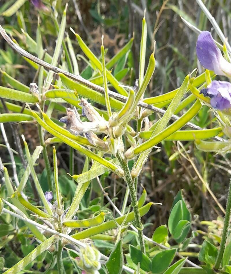 Lathyrus pubescens fruit