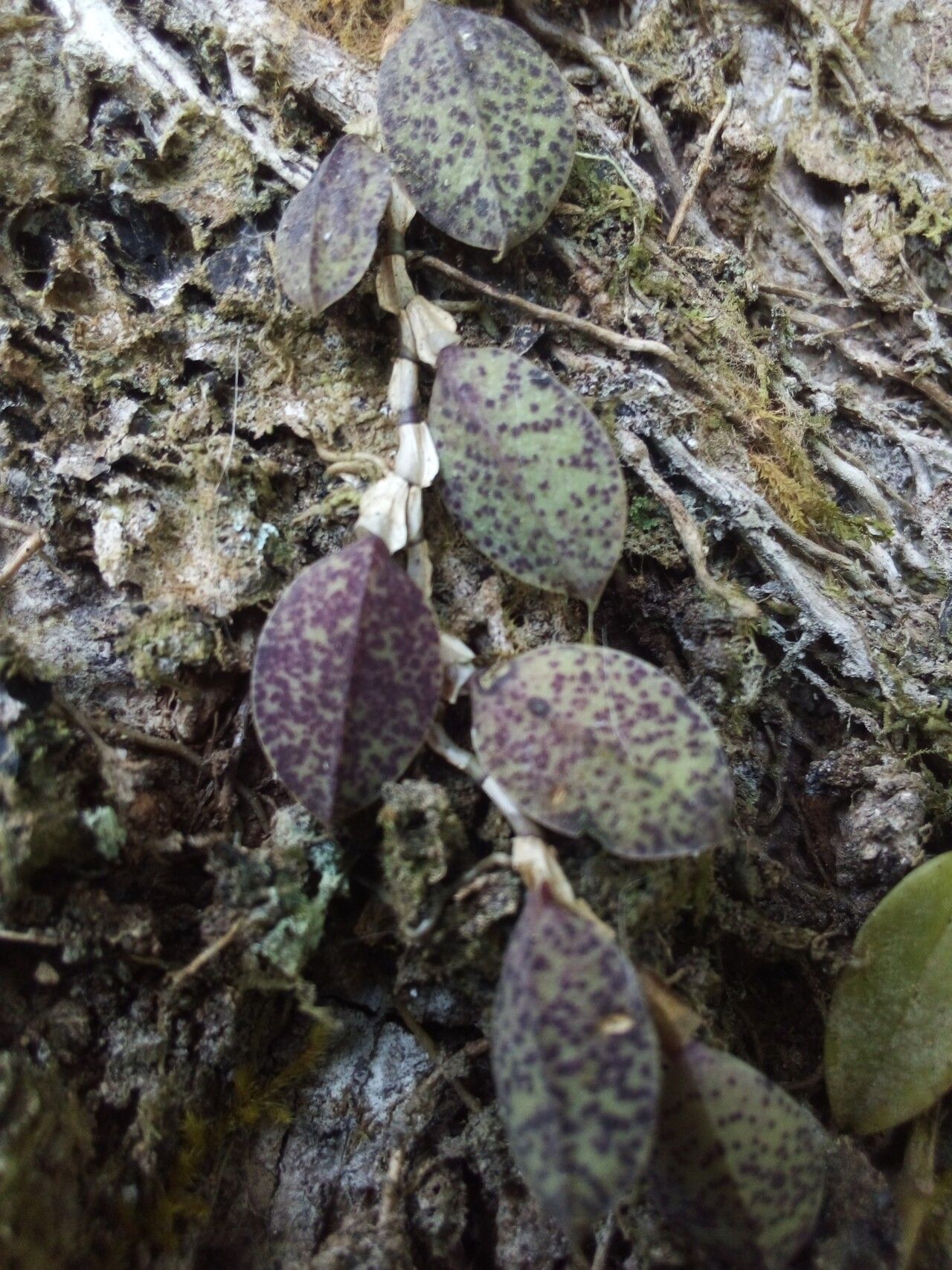 Acianthera testifolia — houseplant care guide