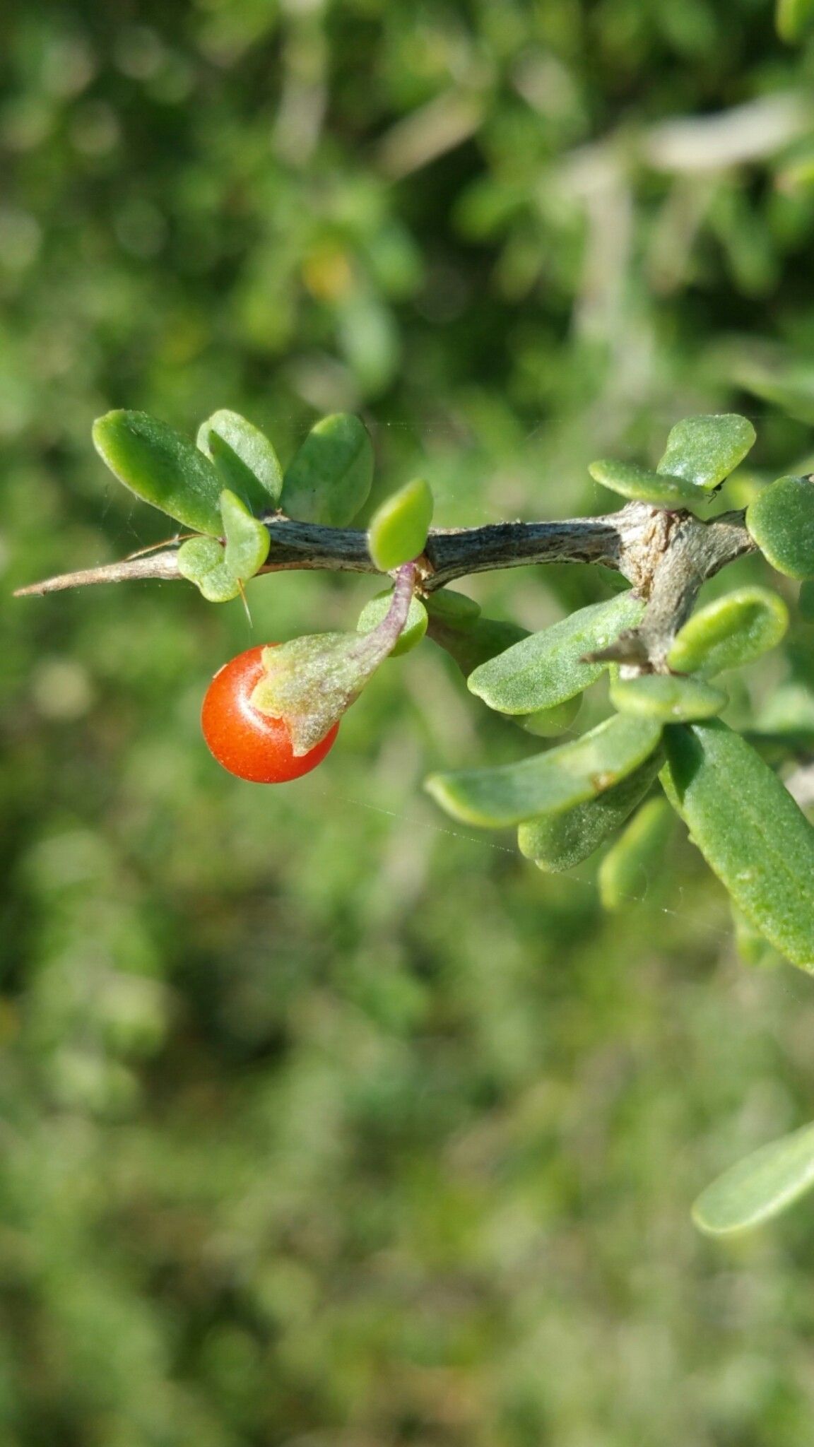 Lycium acutifolium fruit