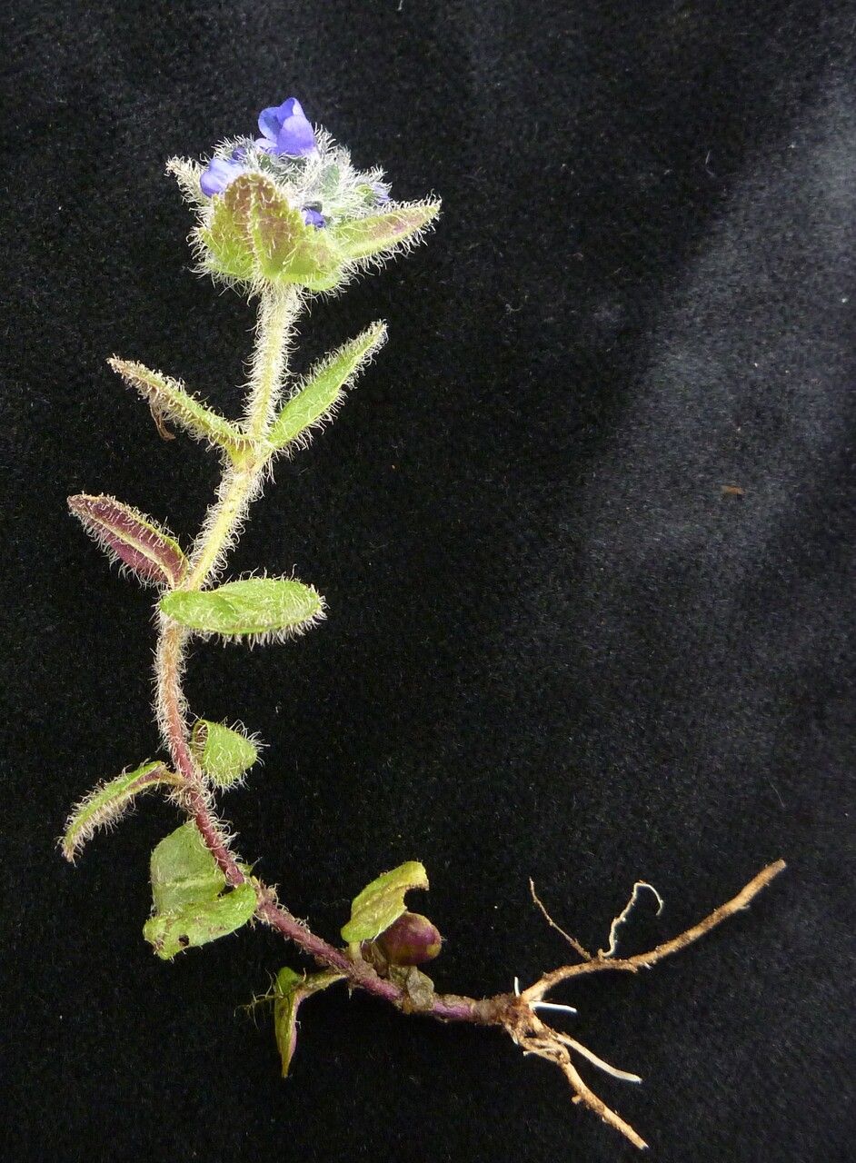 Veronica ciliata habit