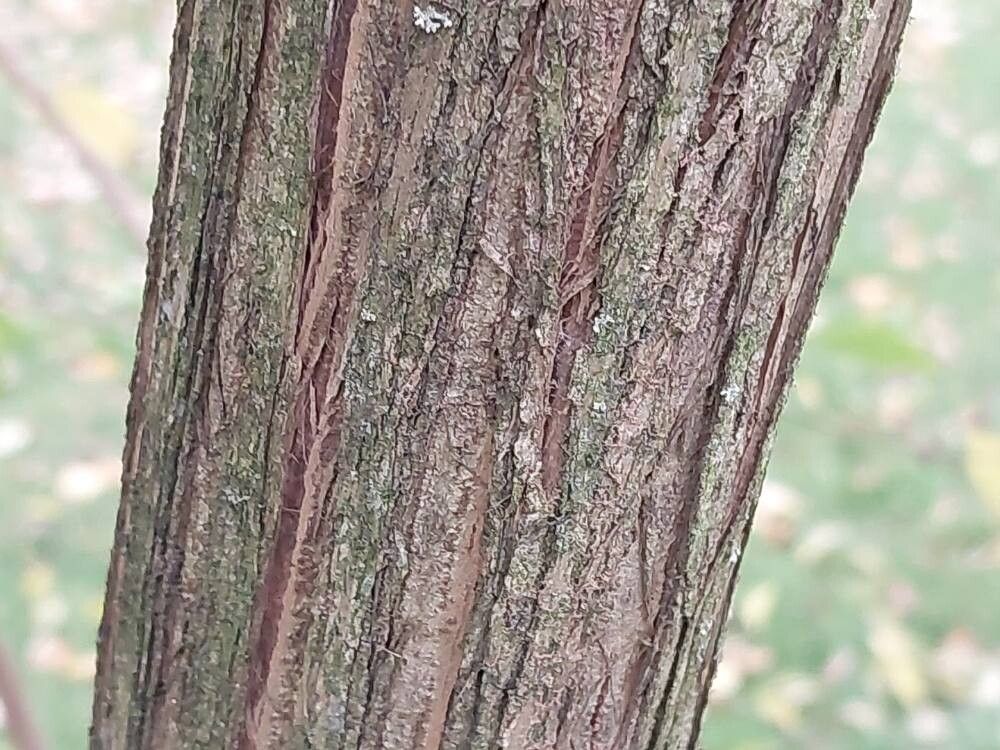 Lonicera quinquelocularis bark