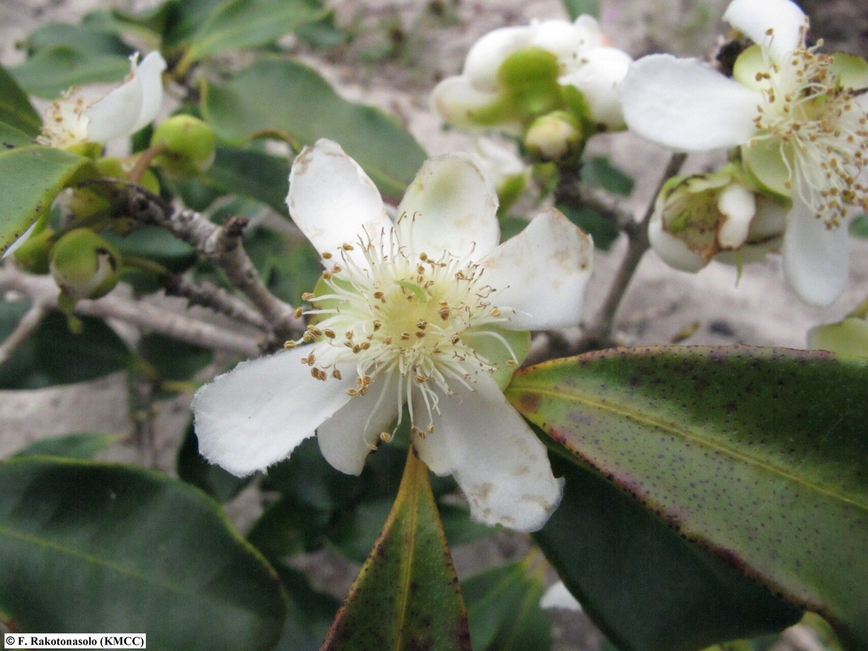 Eugenia tropophylla — houseplant care guide