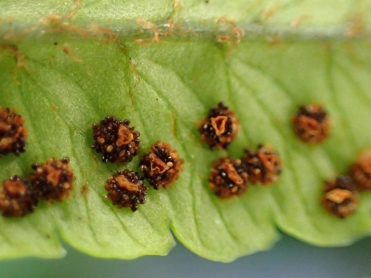 Dryopteris dickinsii fruit