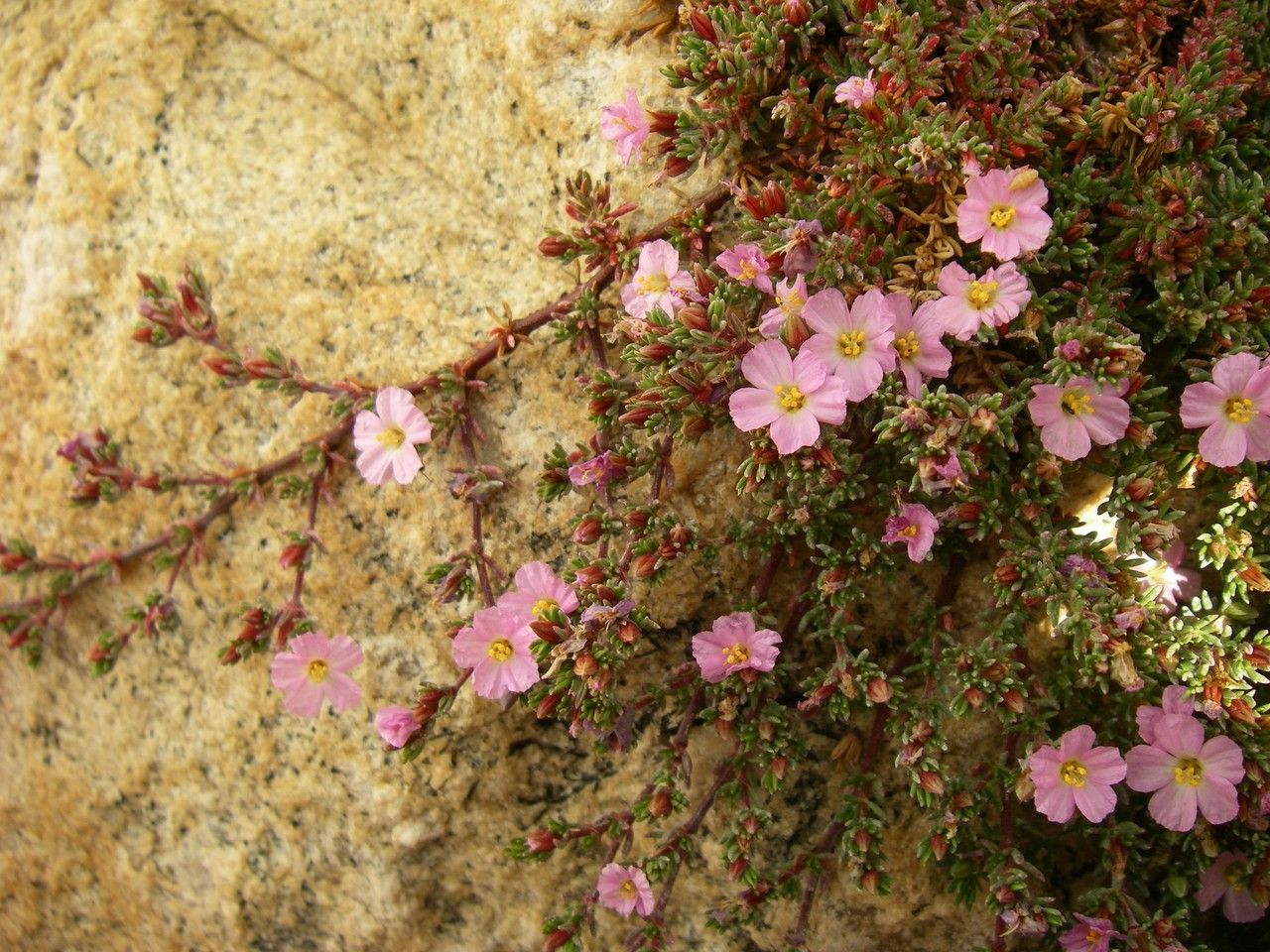 Frankenia laevis flower