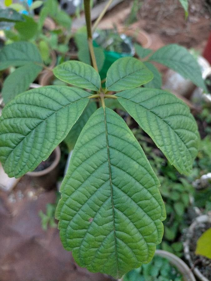 Vitex keniensis leaf