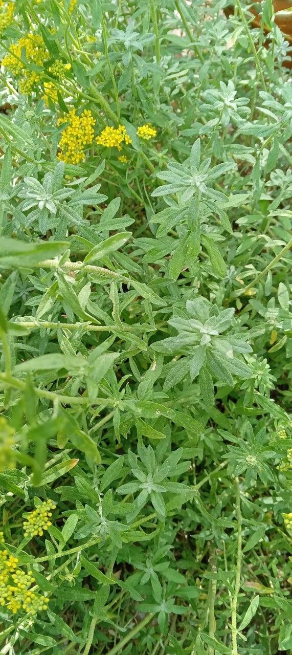 Alyssum argenteum — related species from the same genus