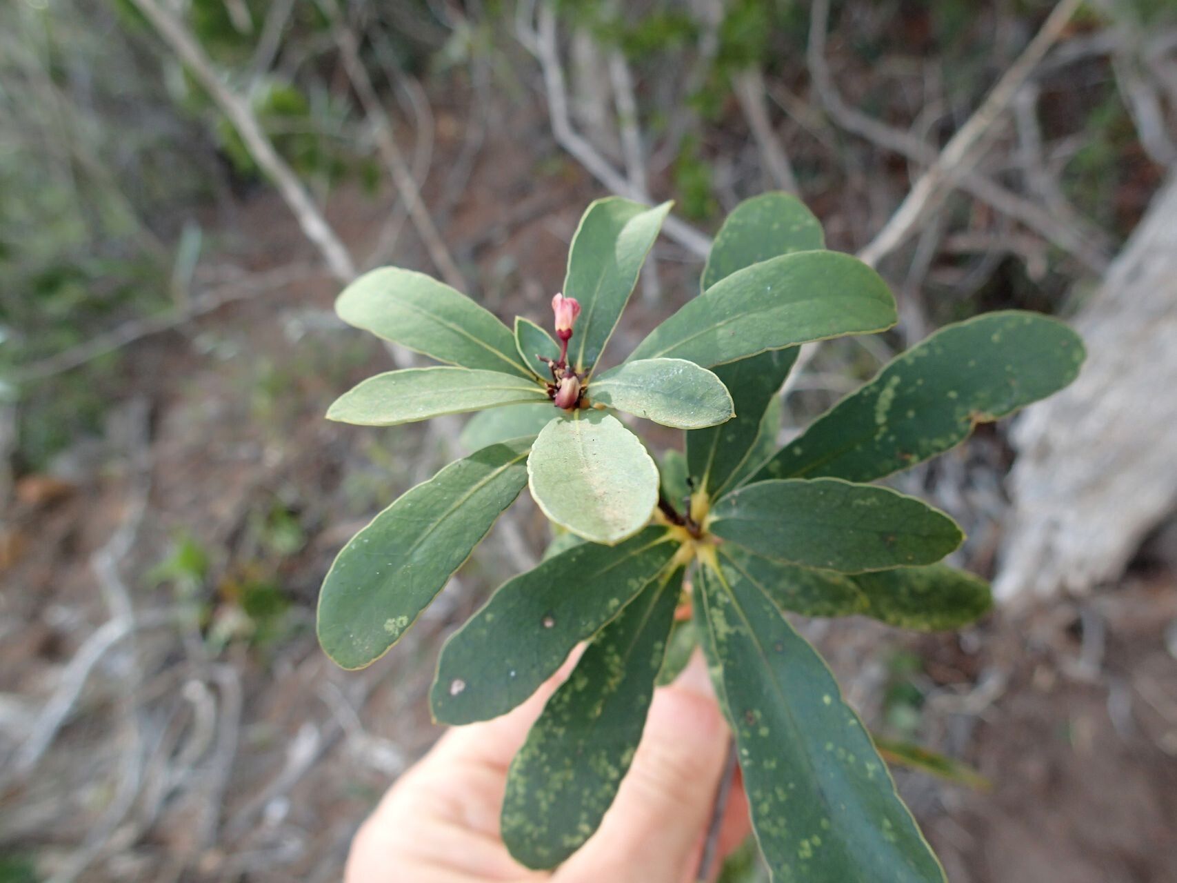Pittosporum croceum leaf