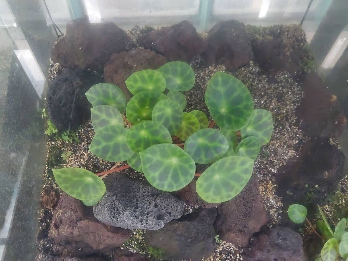 Begonia kingiana habit