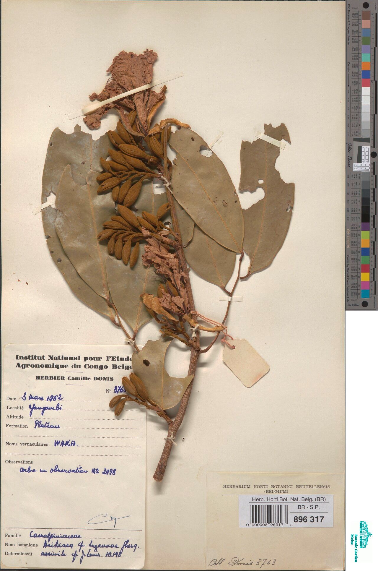 Baikiaea suzannae — related species from the same genus