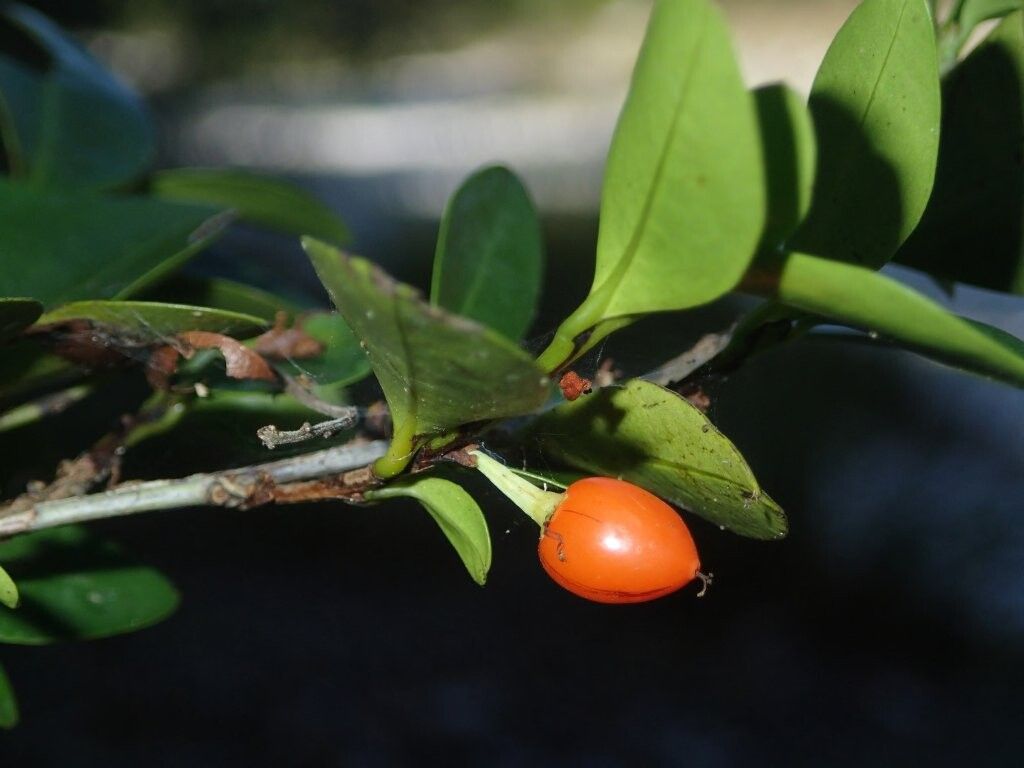 Erythroxylum buxifolium — houseplant care guide