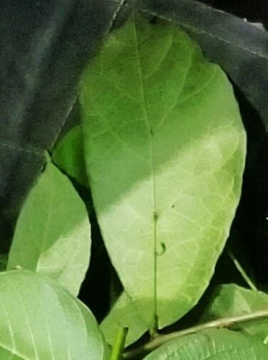 Ficus scaberrima leaf