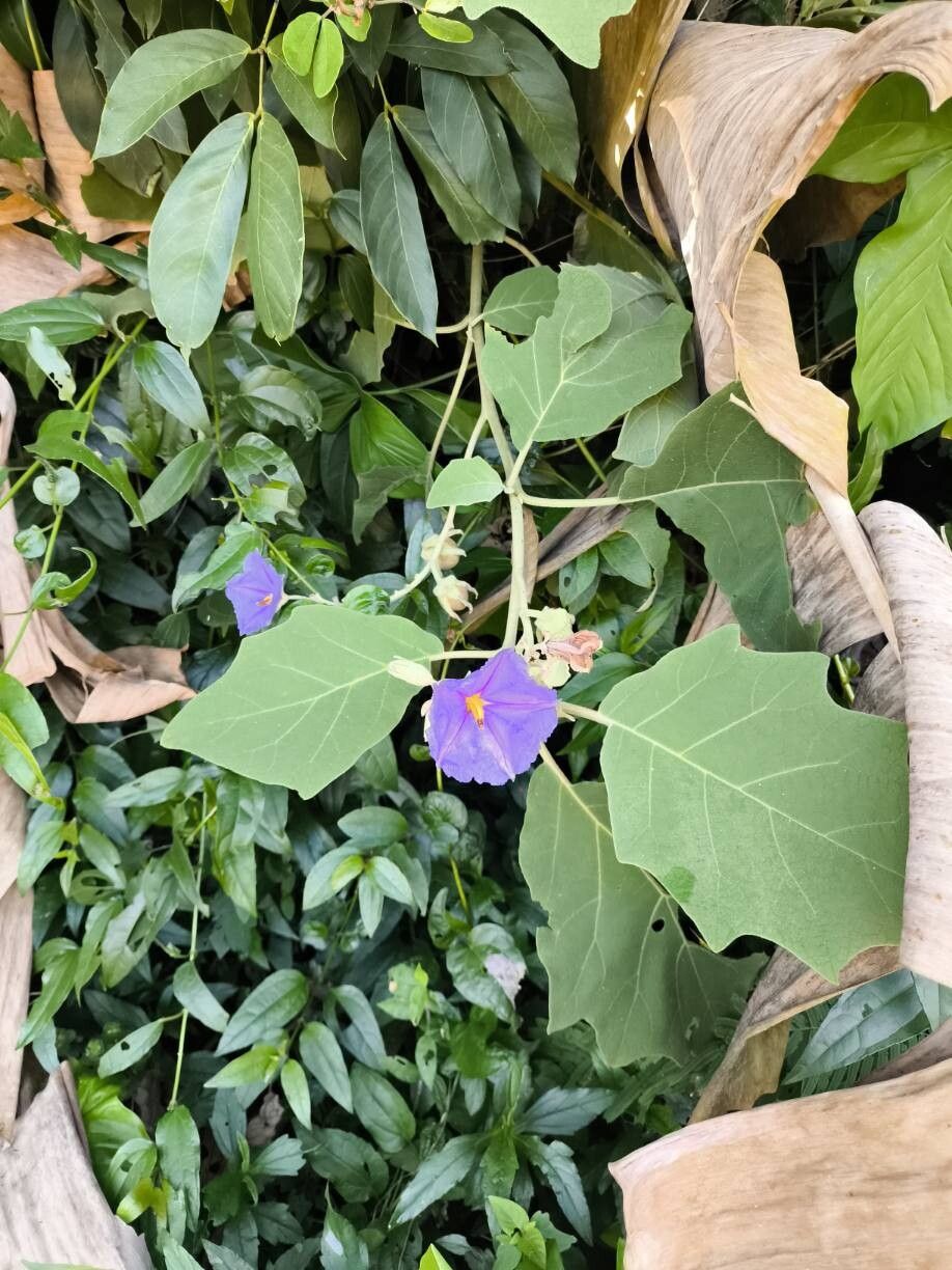 Solanum crinitum flower
