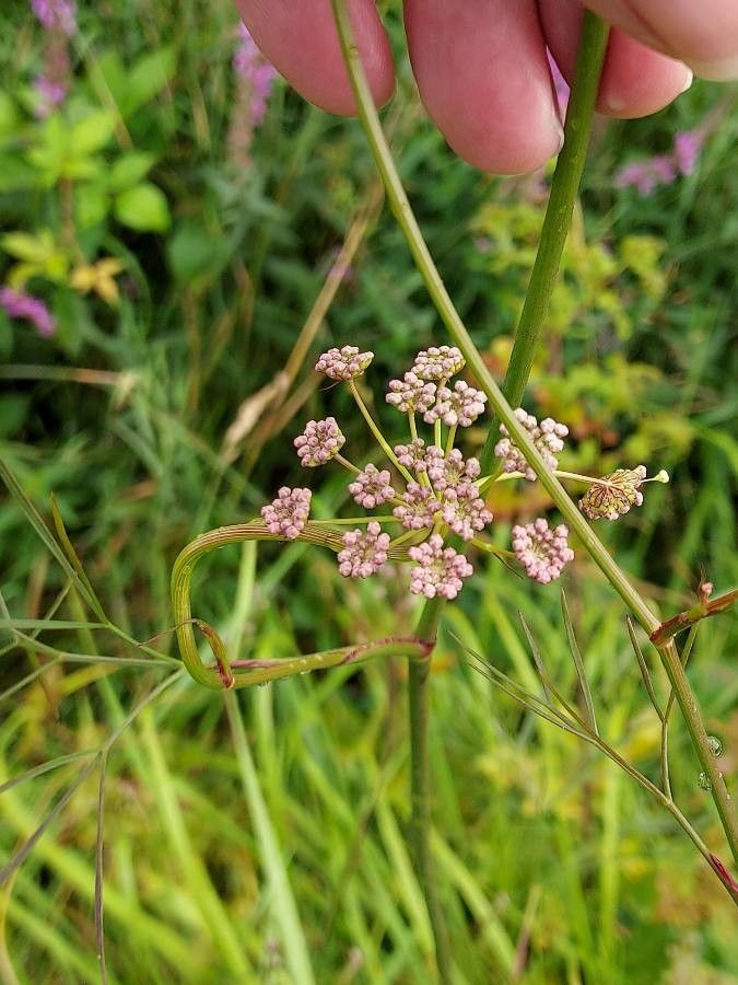 Peucedanum lancifolium flower