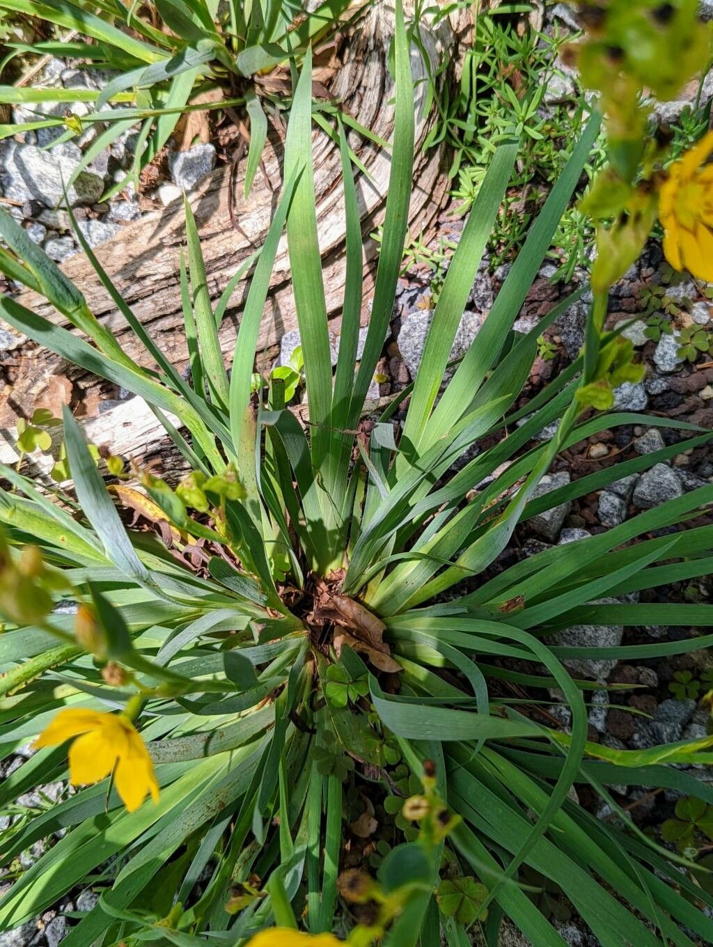 Sisyrinchium macrocarpum — search result for 'Sisyrinchium'
