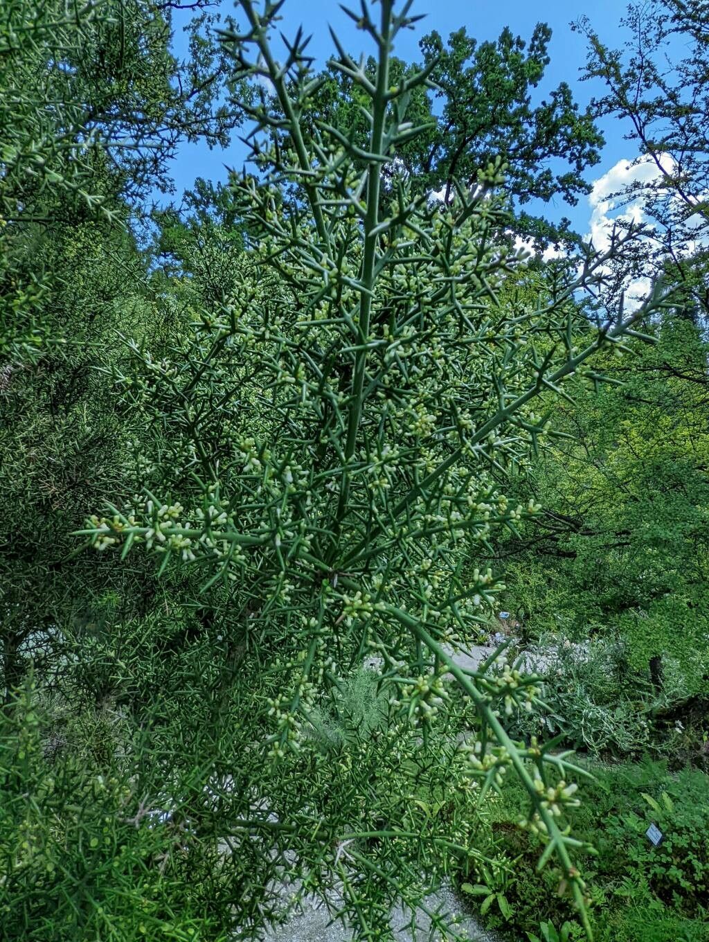 Colletia hystrix leaf