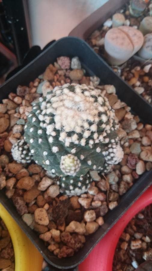 Eriosyce odieri flower