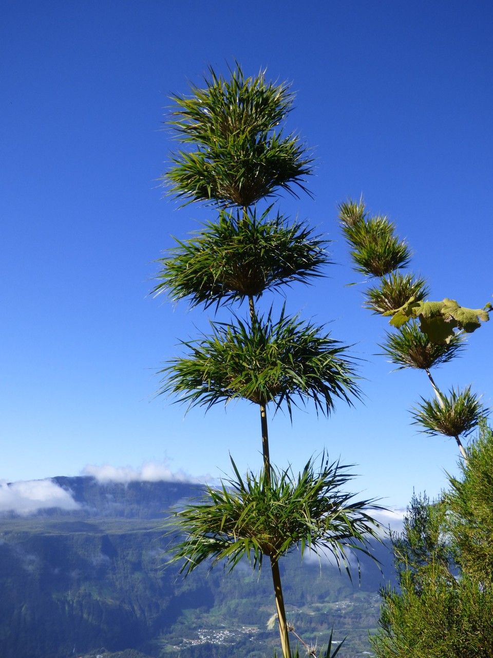 Nastus borbonicus habit