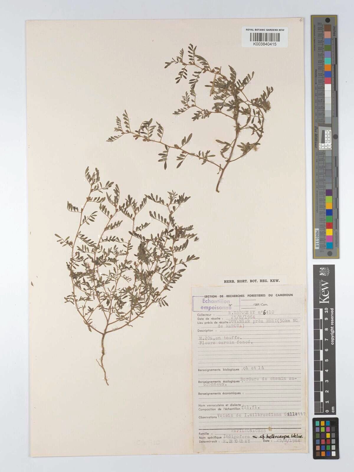 Indigofera heterocarpa — houseplant care guide