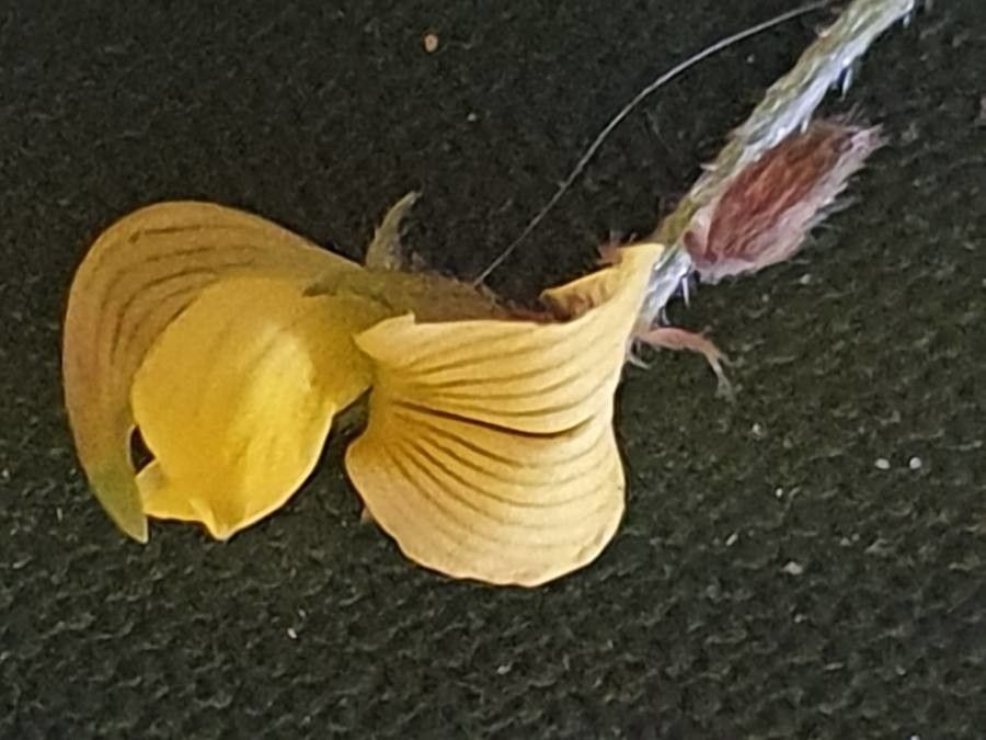 Crotalaria uguenensis flower