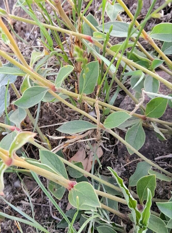 Gomphrena perennis — search result for 'Gomphrena'