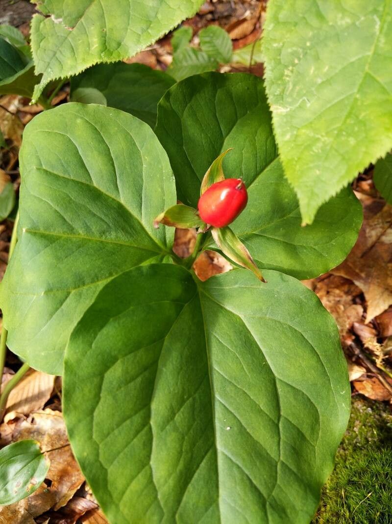 Trillium undulatum fruit