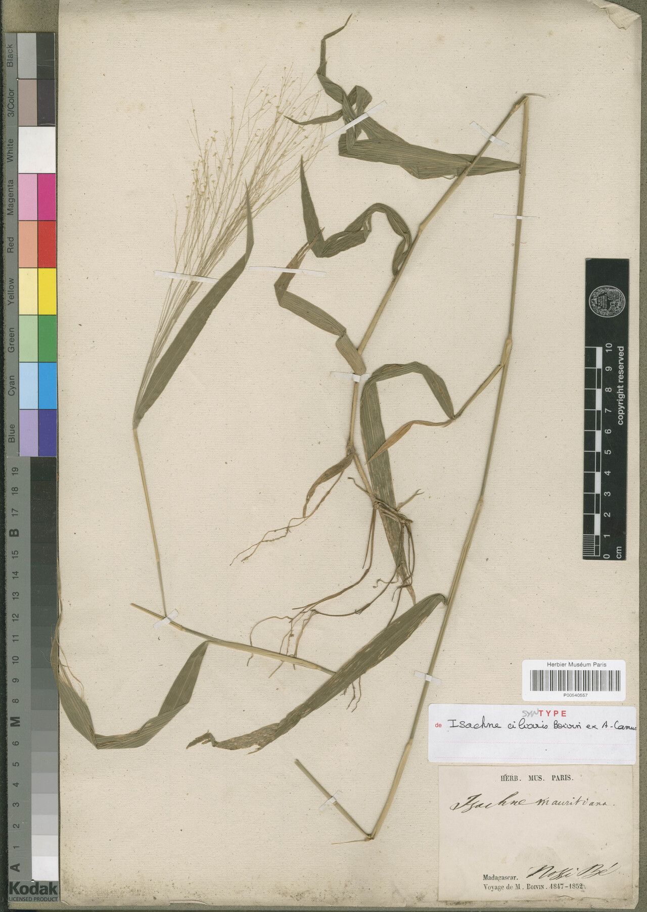 Isachne ciliaris — related species from the same genus