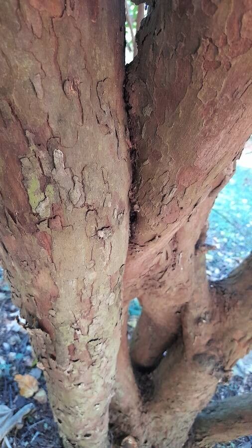 Scutia buxifolia bark